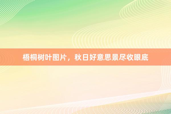 梧桐树叶图片，秋日好意思景尽收眼底
