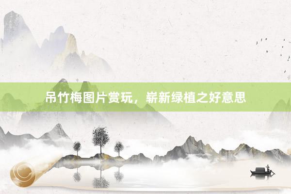 吊竹梅图片赏玩，崭新绿植之好意思