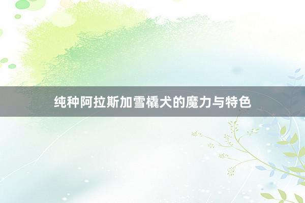 纯种阿拉斯加雪橇犬的魔力与特色